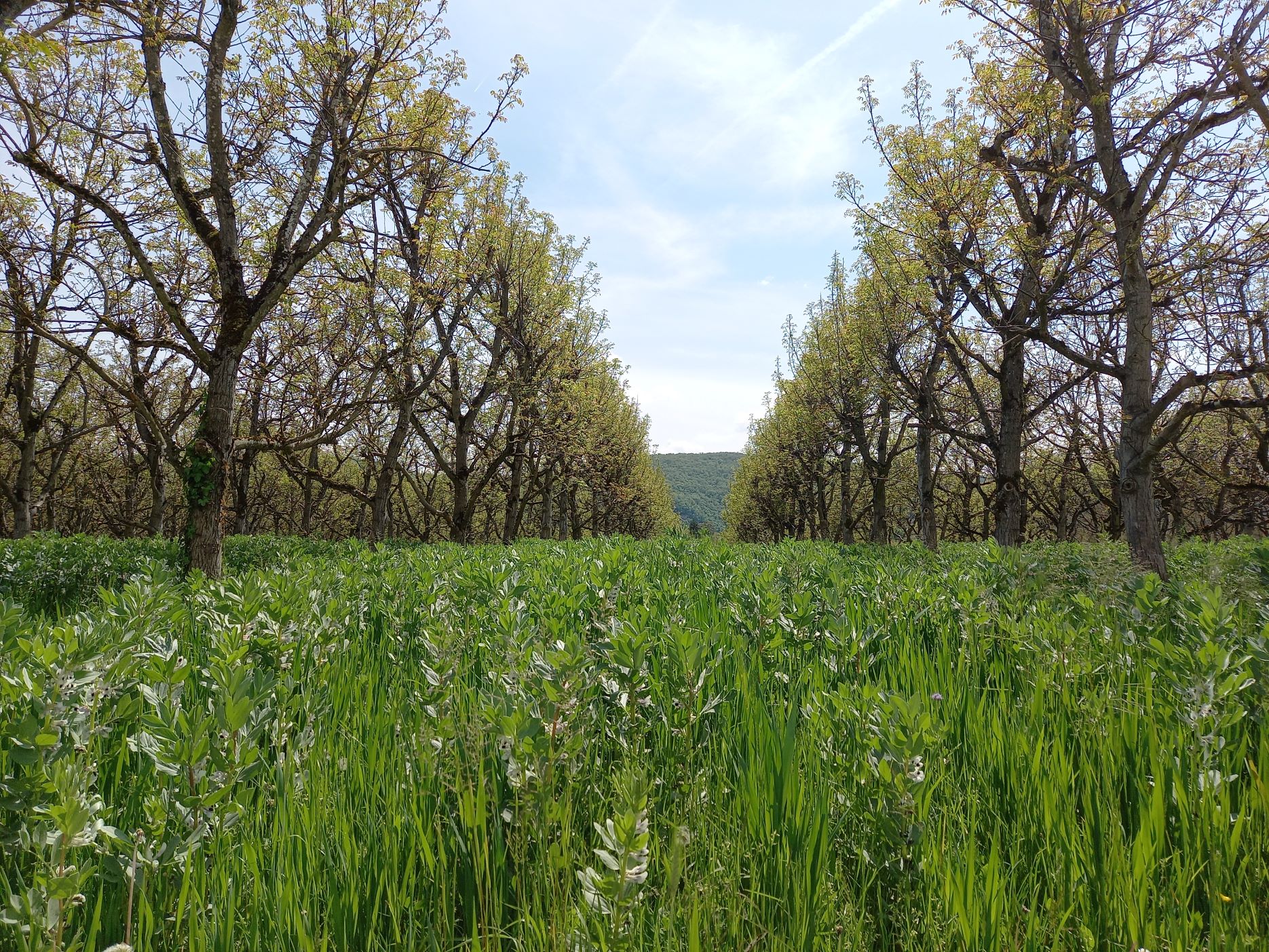Replay webinaire Couverts végétaux en inter-rang des vergers