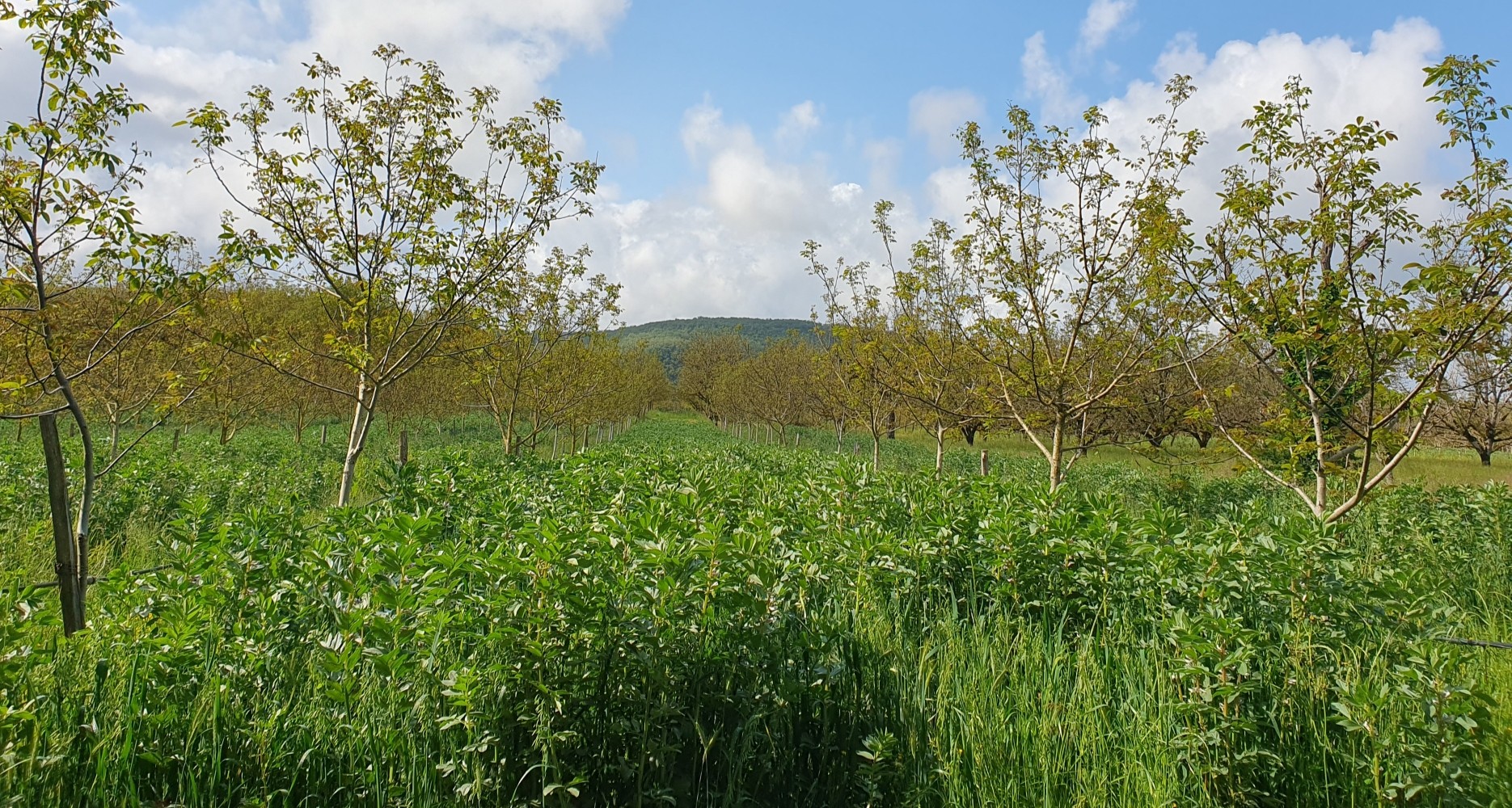 Webinaire sur les couverts végétaux en inter-rang