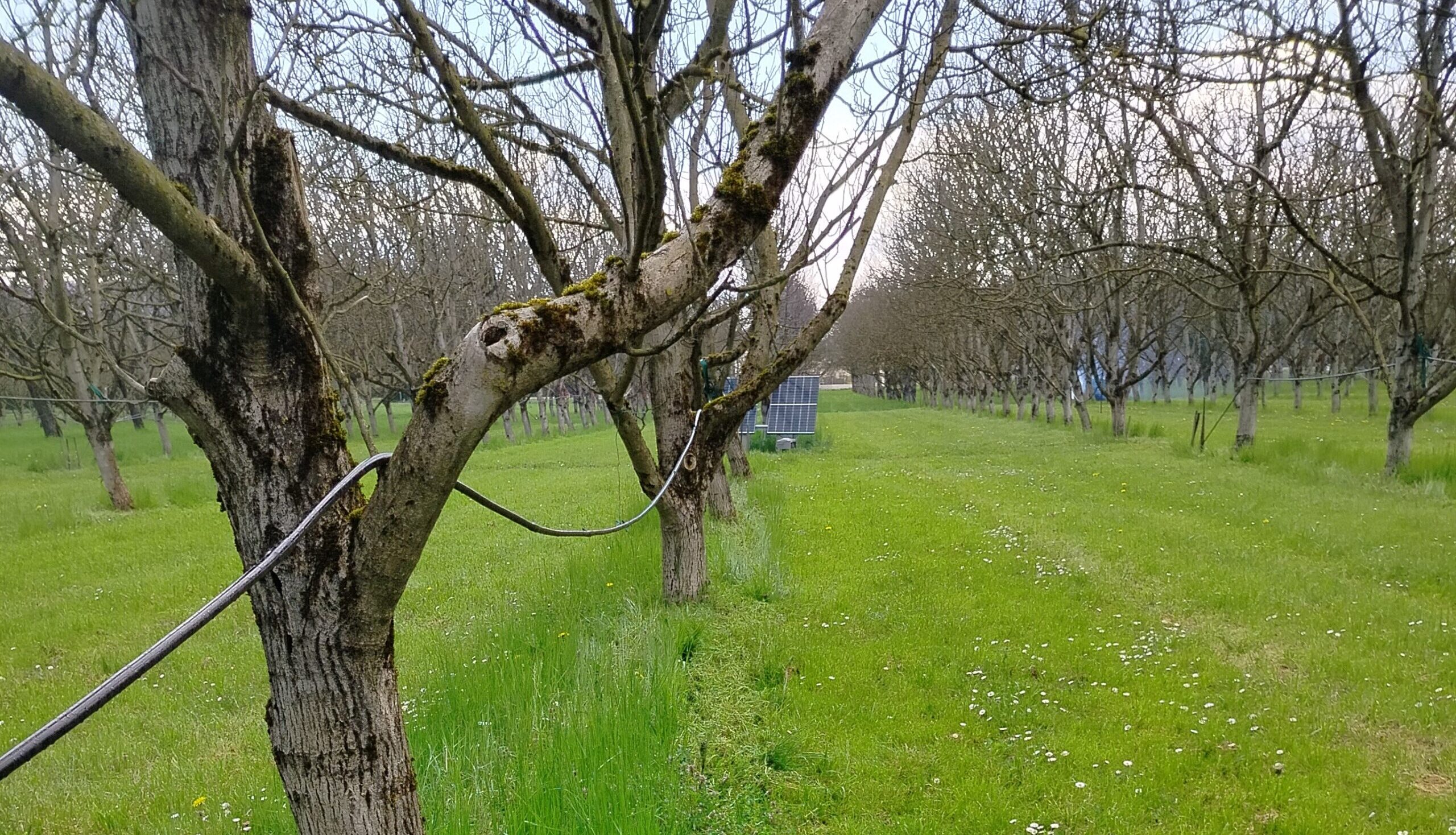 Support de la conférence « gestion de l’enherbement sur le rang »