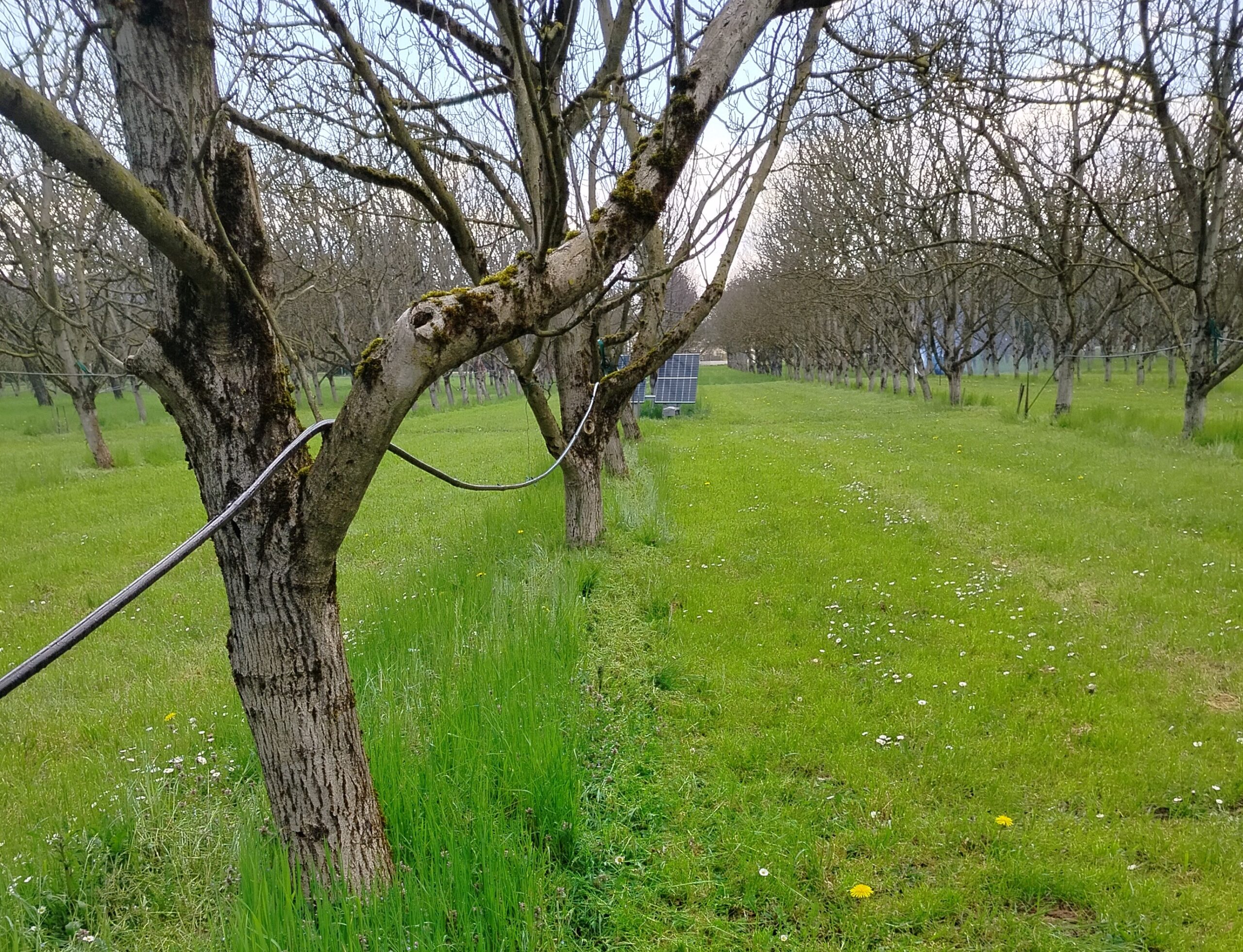 Conférence sur la gestion de l’enherbement sur le rang