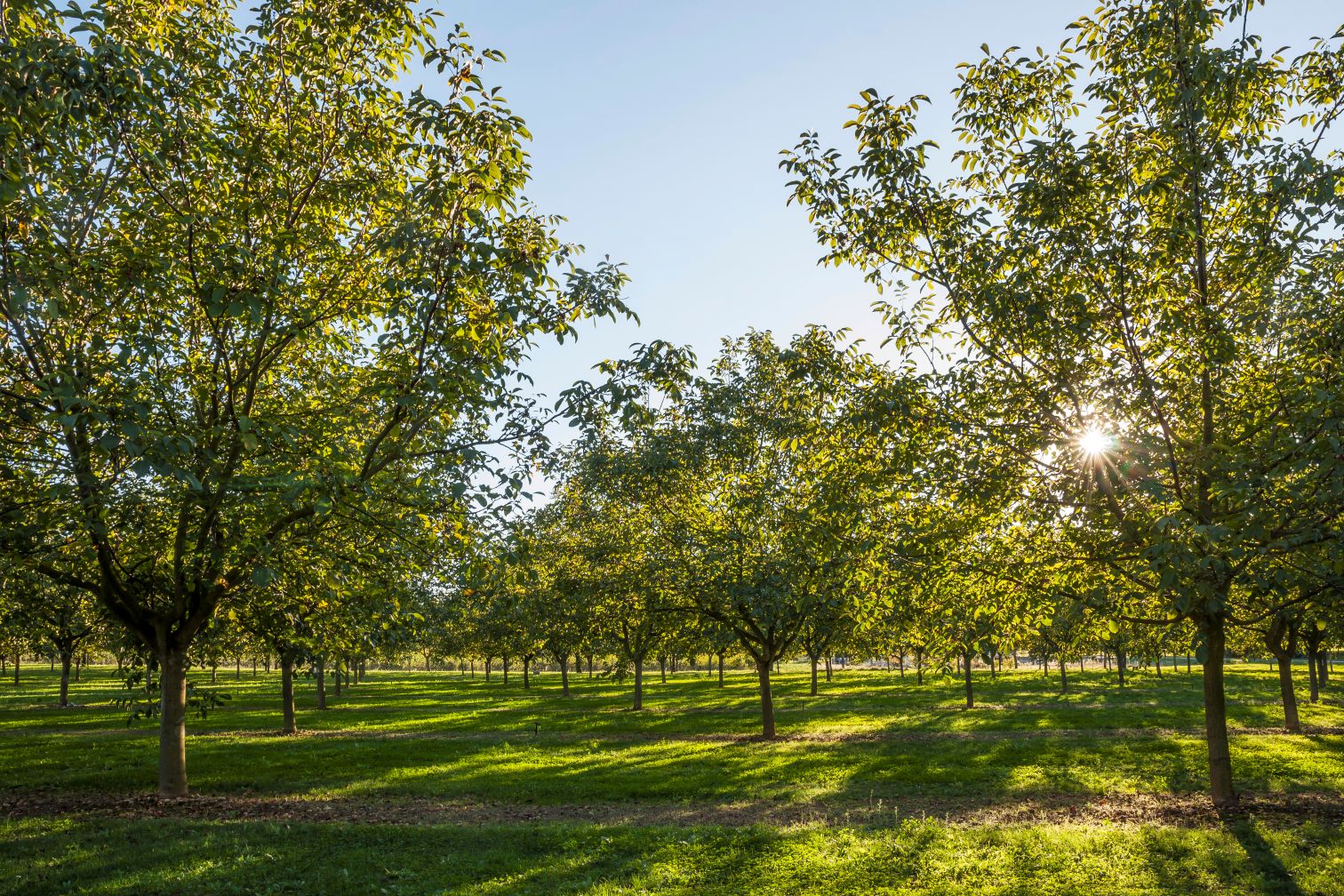 3 RDV début 2026 sur la gestion de l’enherbement dans les vergers