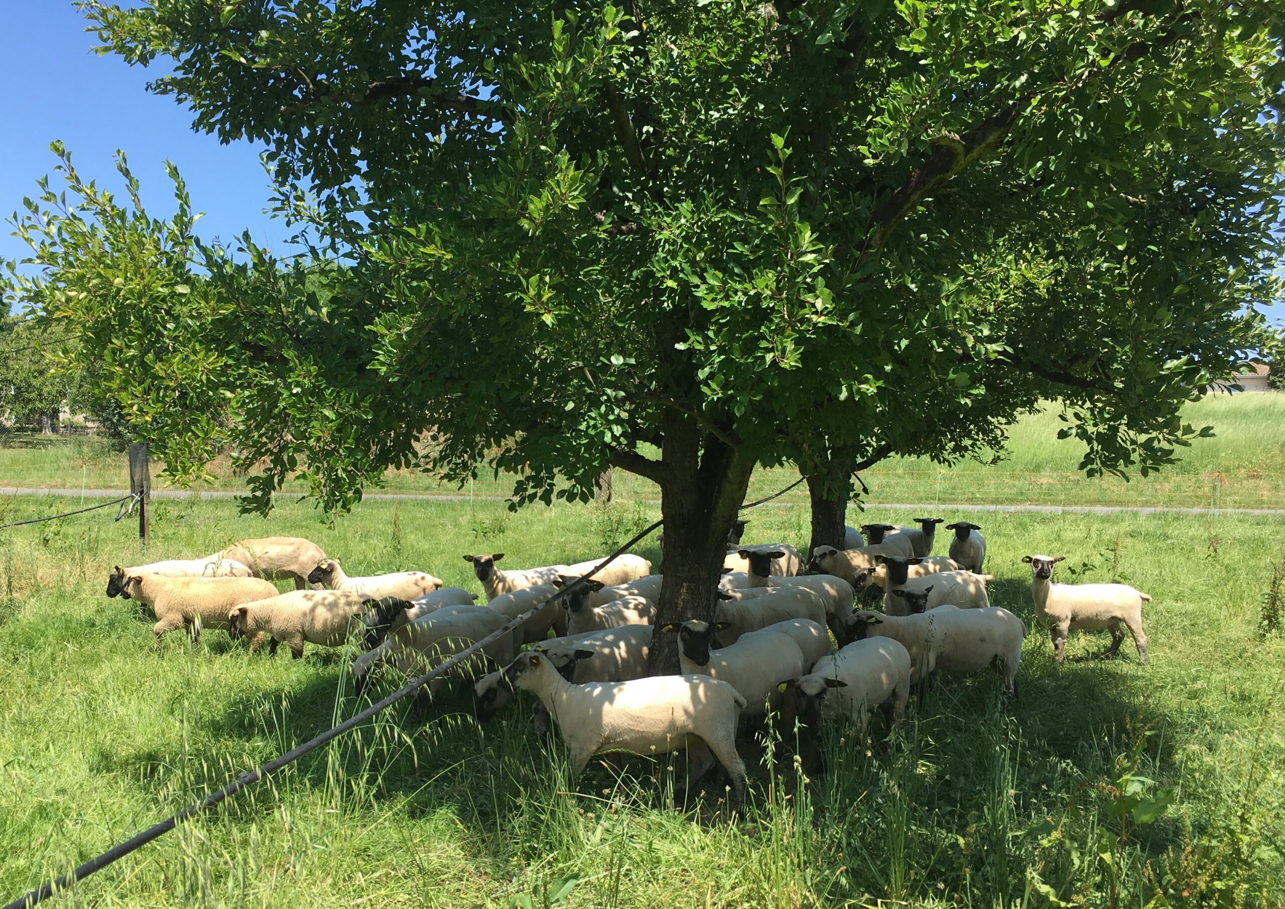Replay webinaire « pâturage dans les vergers pour gérer l’enherbement »