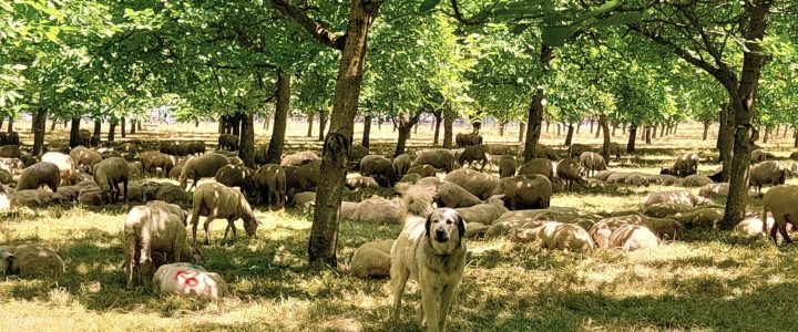 Webinaire sur le pâturage dans les vergers pour gérer l’enherbement