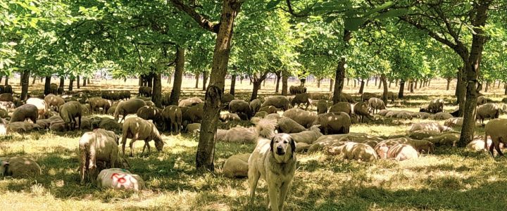 Écho terrain n°3 – Pâturage en verger de noyers : Retours d’expérience à Polienas