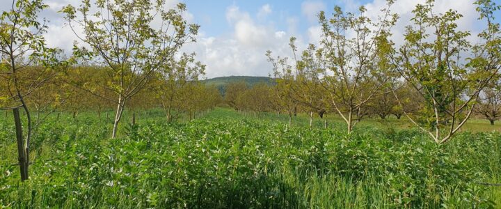 Webinaire sur la gestion des couverts végétaux en inter-rang dans les vergers