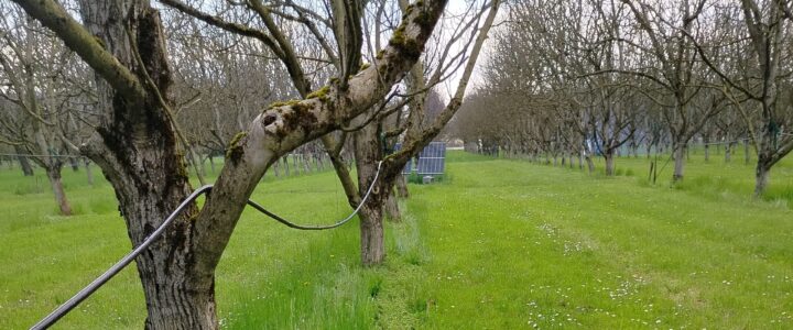 Conférence sur la gestion de l’enherbement sur le rang en vergers