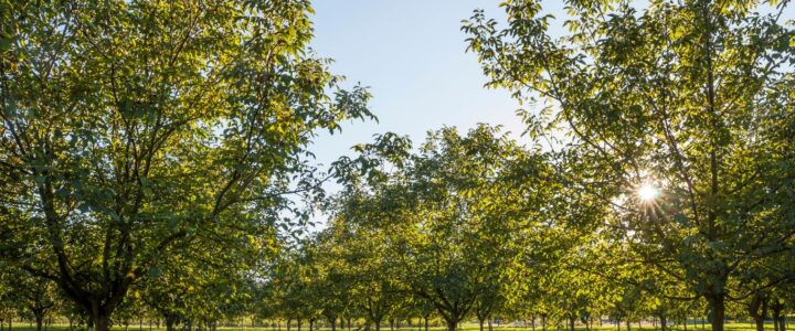 Trois RDV début 2026 sur la gestion de l’enherbement en vergers