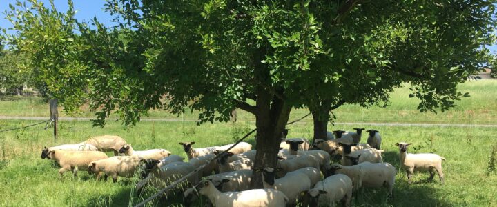Replay webinaire « pâturage dans les vergers pour gérer l’enherbement » Replay webinaire « pâturage dans les vergers pour gérer l’enherbement »